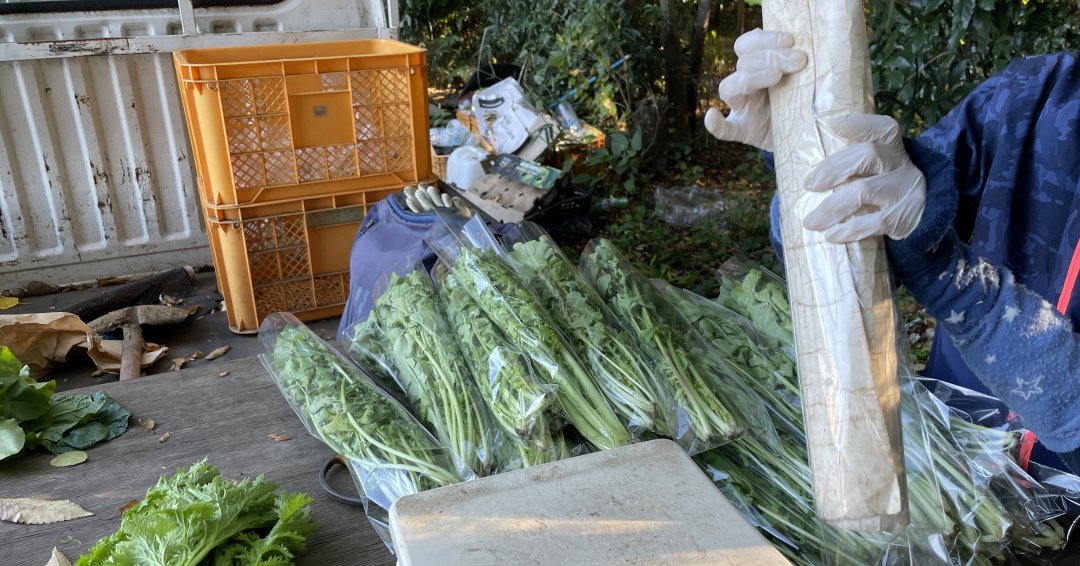 測ったルッコラを袋詰め