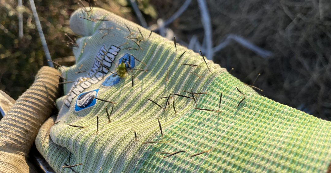秋の風物詩センダングサのトゲトゲ