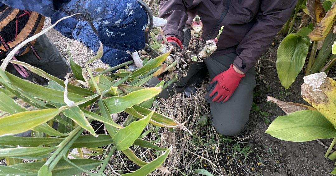 僕たちのお土産用にショウガを収穫