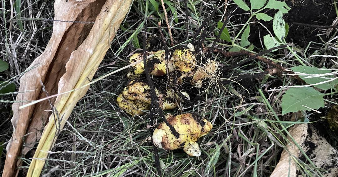 採れたてのショウガは香りも格別
