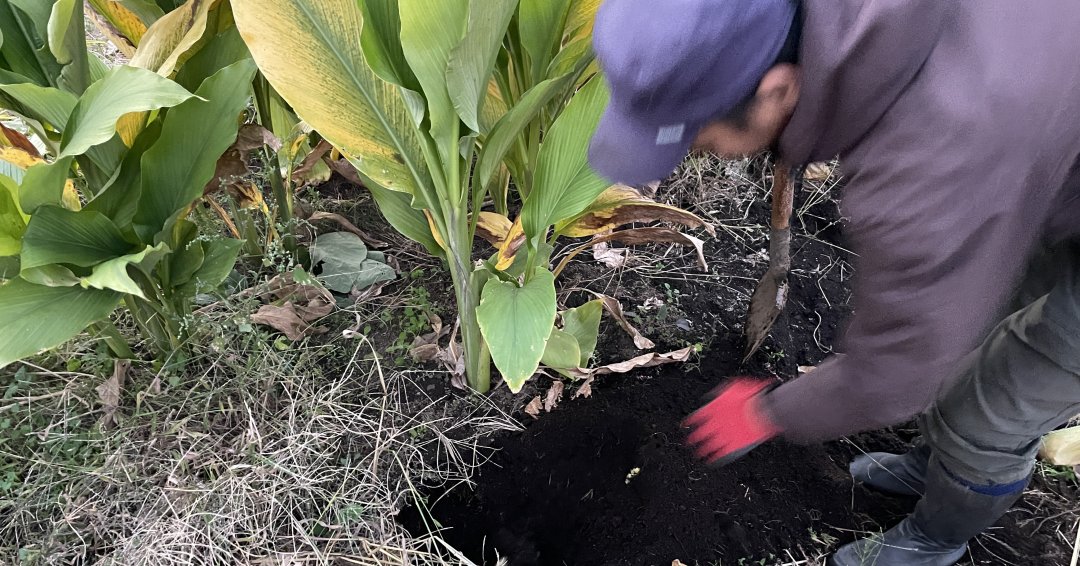 初めて見たウコンの葉と収穫