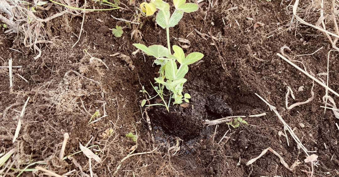 苗を入れて土を被せます