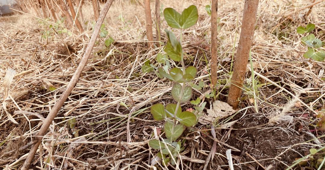 オクラの茎付近に植えていきます