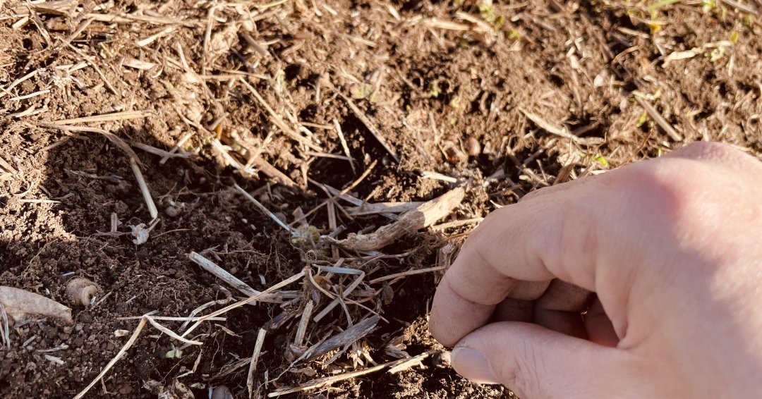 筋に筋まきしていきます