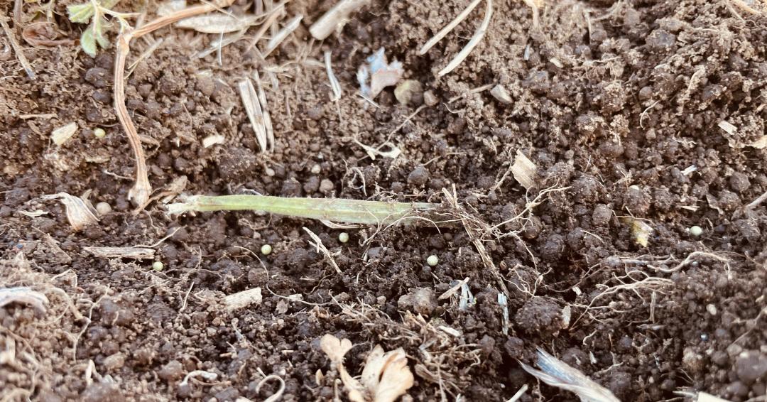 細かいタネ見えますか？