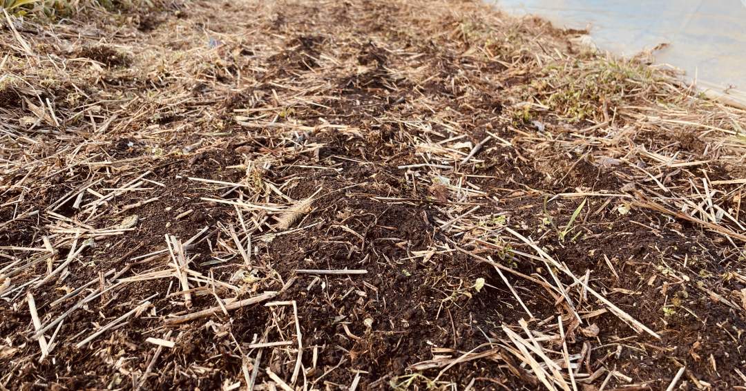 覆土したタネの上に敷き藁をしていきます