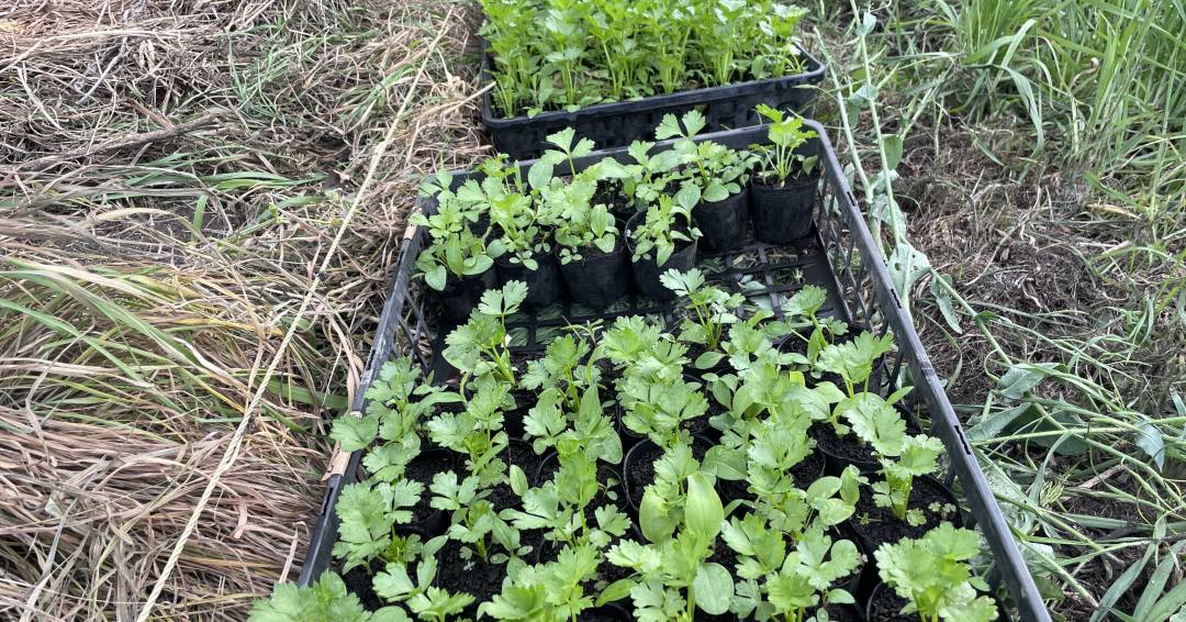 セロリアック（根セロリ）