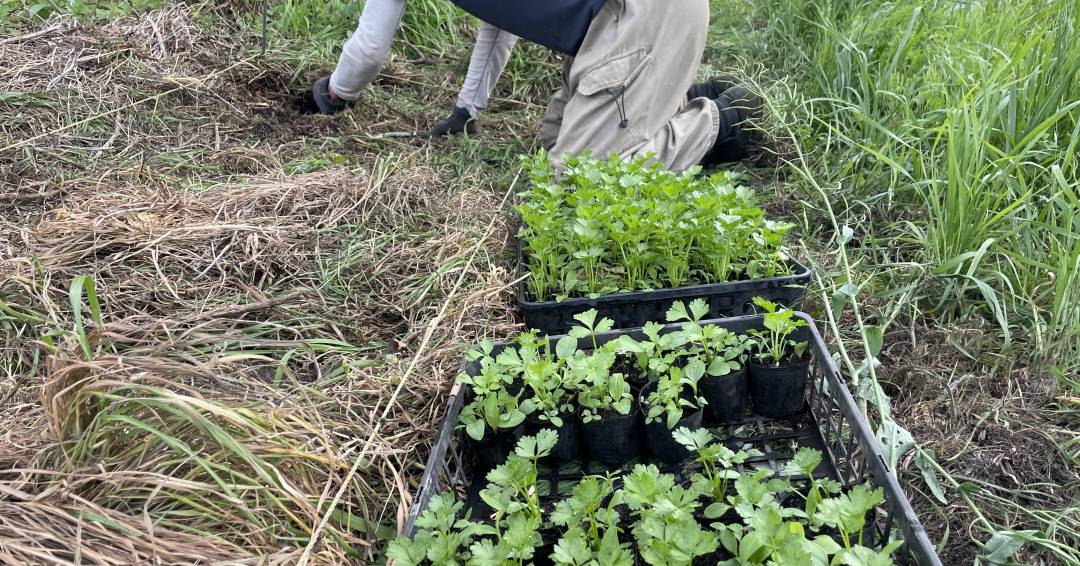 セロリアック（根セロリ）