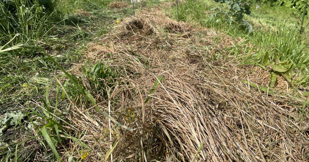 冬の間に覆いかぶさった雑草たち