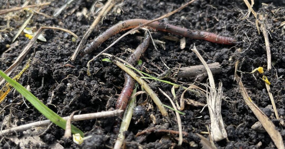 春の訪れを感じるみみずたち