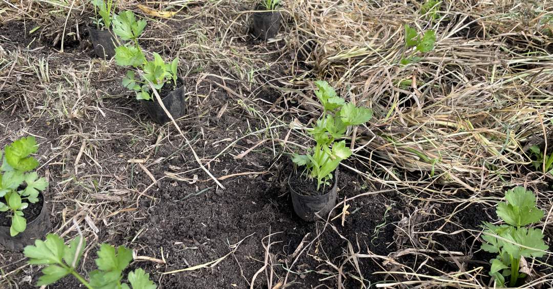 恰好状に15cm間隔で植えていく