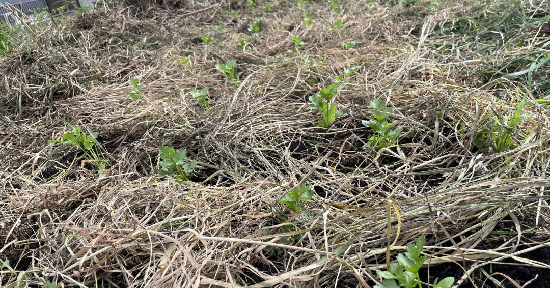 上から枯れた雑草で覆って草マルチ