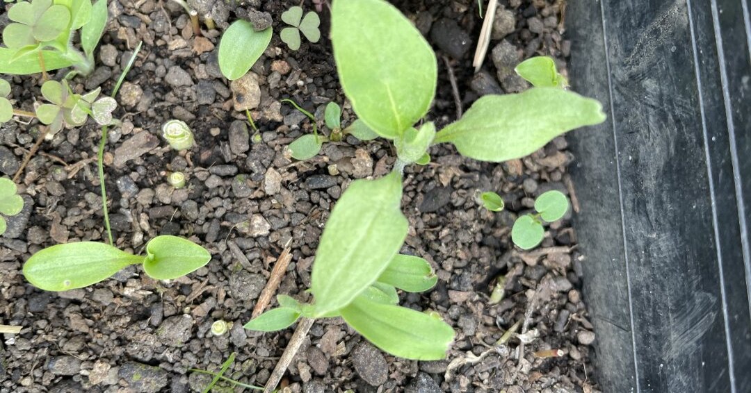 雑草と苗を見分ける