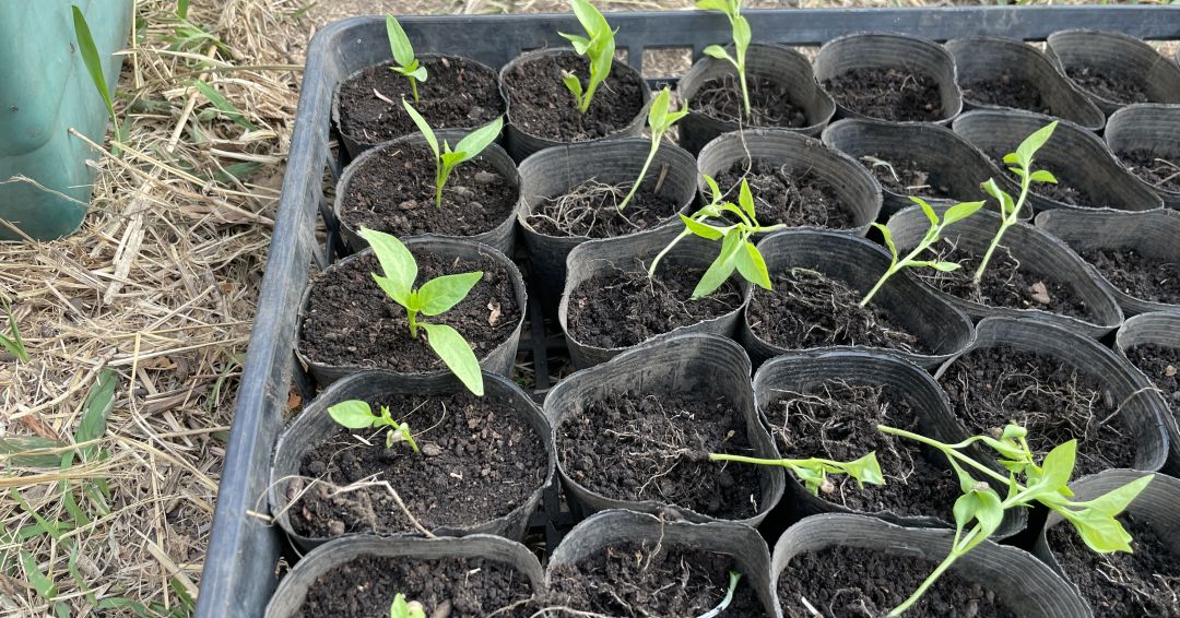 ポッドに植えていく