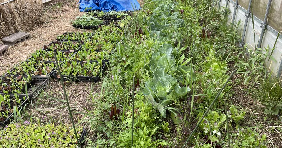 ハウスの余剰地で育てられる野菜たち