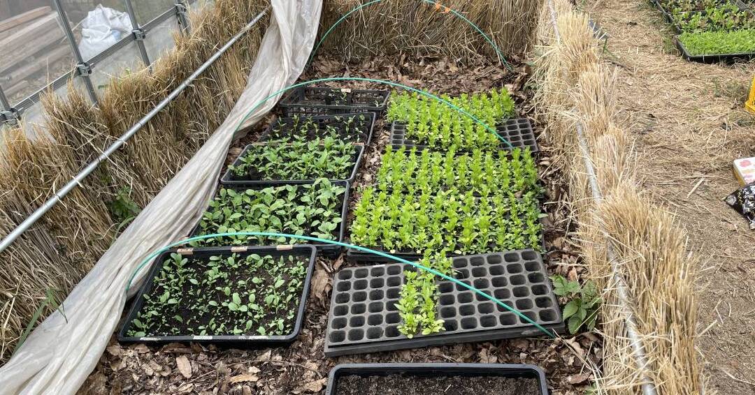 踏み込み温床で育てられる苗
