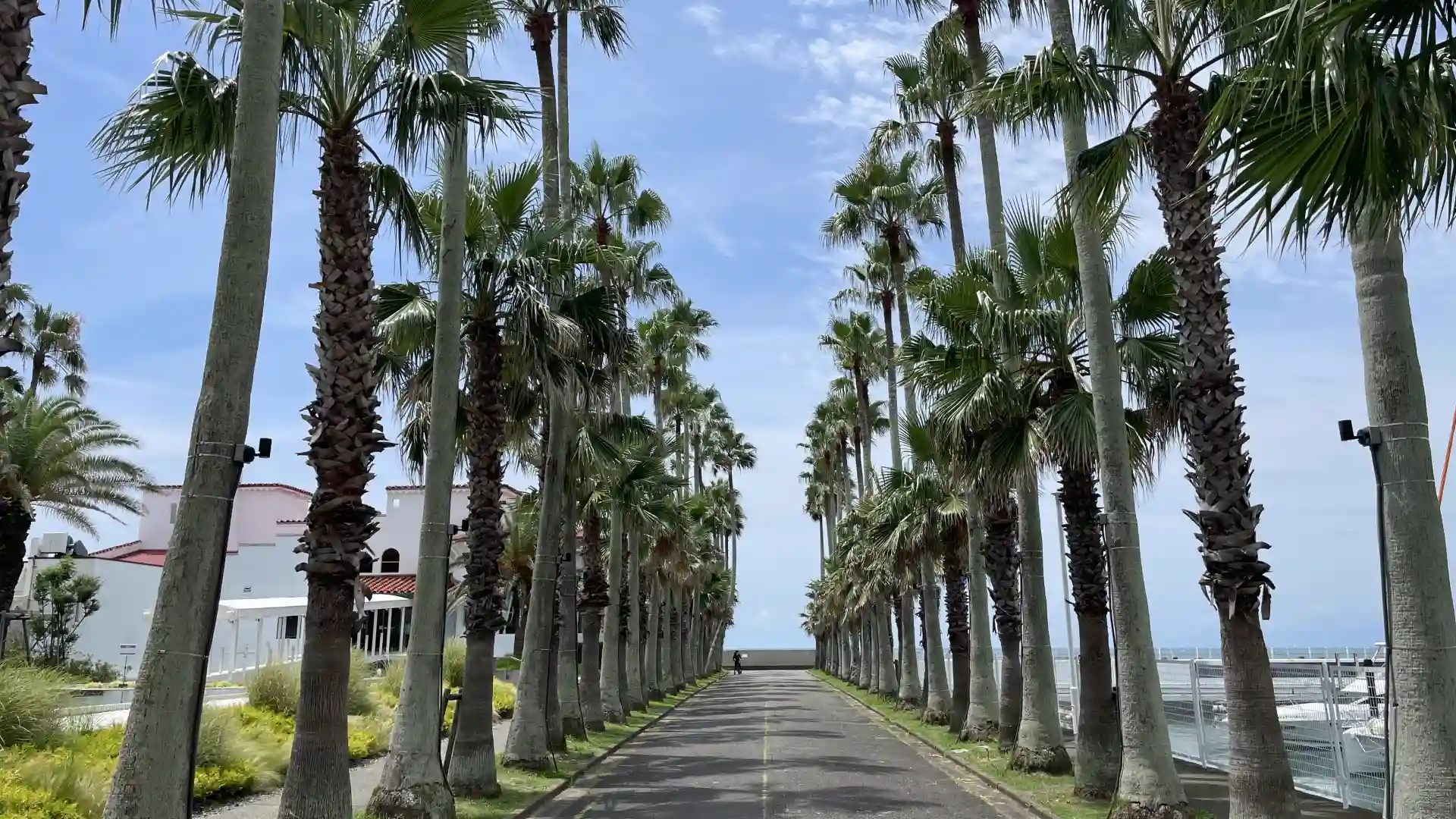海へ続くヤシ並木の道